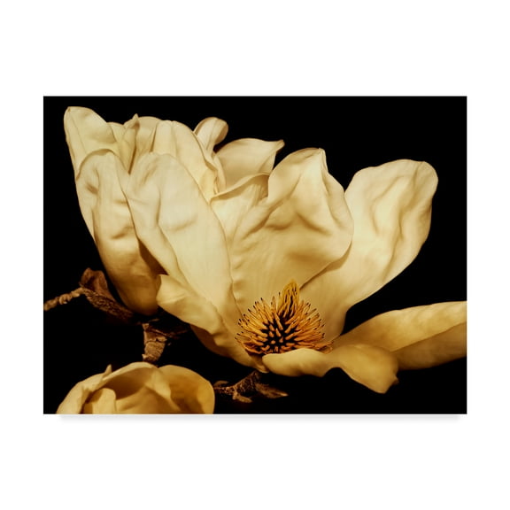 Trademark Fine Art 'Buttercream Magnolia II' Canvas Art by Rachel Perry