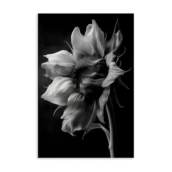 Stupell Industries Contemporary Stark Contrast Sunflower Blossom Canvas Art, 16 x 24, by Annabelle Hall