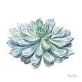thumbnail image 2 of Wilson, Kelsey 12x12 White Modern Wood Framed Museum Art Print Titled - Single Succulents I, 2 of 4