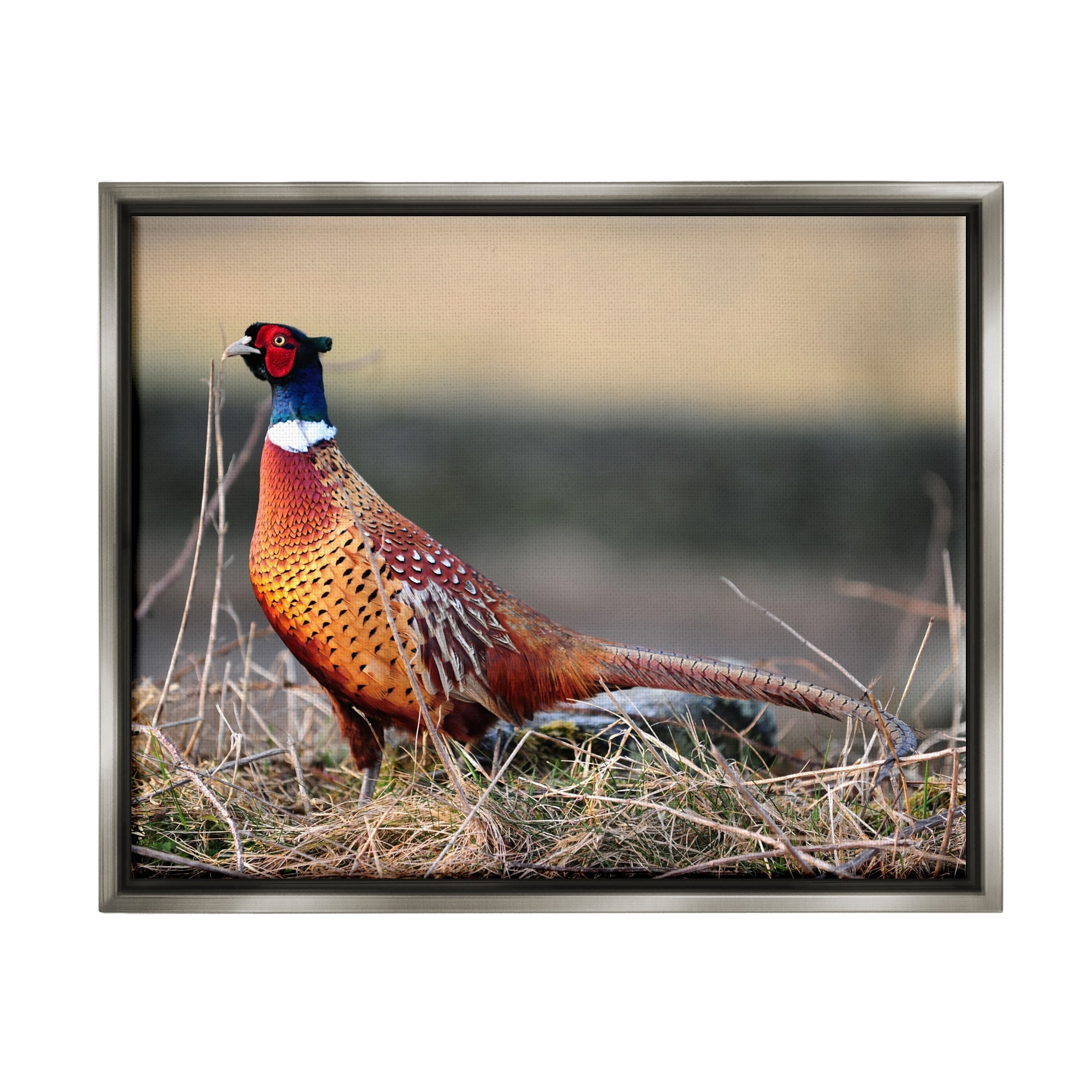Stupell Industries Lone Pheasant Bird Grassy Forest Floor Wildlife Photograph Luster Gray Floating Framed Canvas Print Wall Art, Design by James Dobson