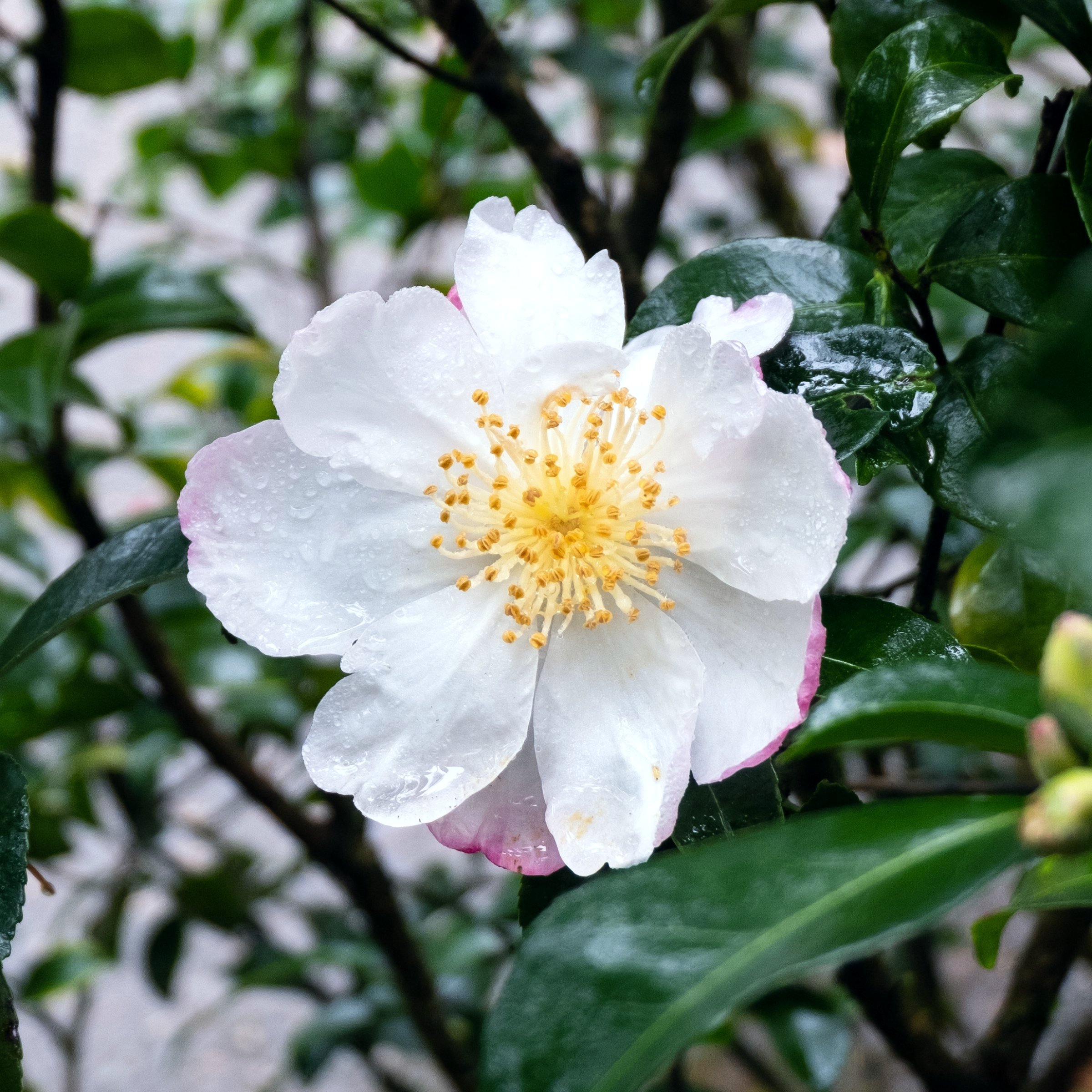 National Plant Network 3 gal. Camellia Sasanqua Northern Exposure Shrub