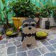thumbnail image 3 of Maceta decorativa de madera con diseño de perro adorable, ideal para jardines, patios o interiores. Perfecta para amantes de los animales y decoración única., 3 of 6