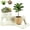 #1, variant on Funny Plant Pots, Lazy Guy Planter with Drainage Hole, Resin Face Planter Pot for Succulents and Cactus, Funny Flower Pot for Indoor Outdoor Home Office Garden Decor Gift (#1)