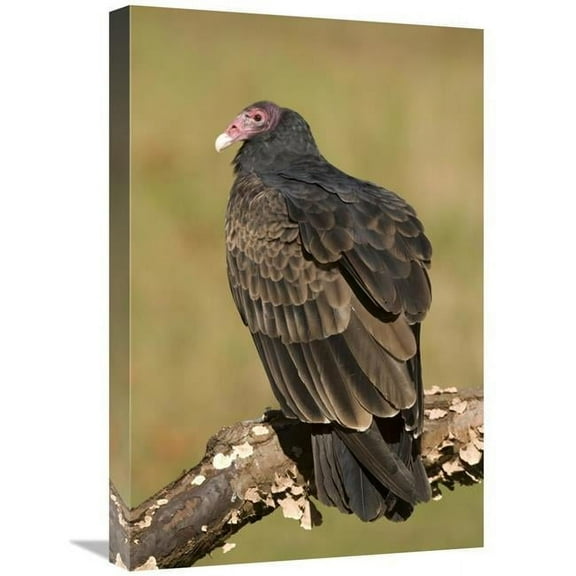 16 x 24 in. Turkey Vulture, Howell Nature Center, Michigan Art Print - Steve Gettle