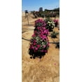thumbnail image 4 of Better Homes & Gardens 1G Rose Celestial Sky Blue Flowering Live Plants Full Sun Purple, 4 of 5