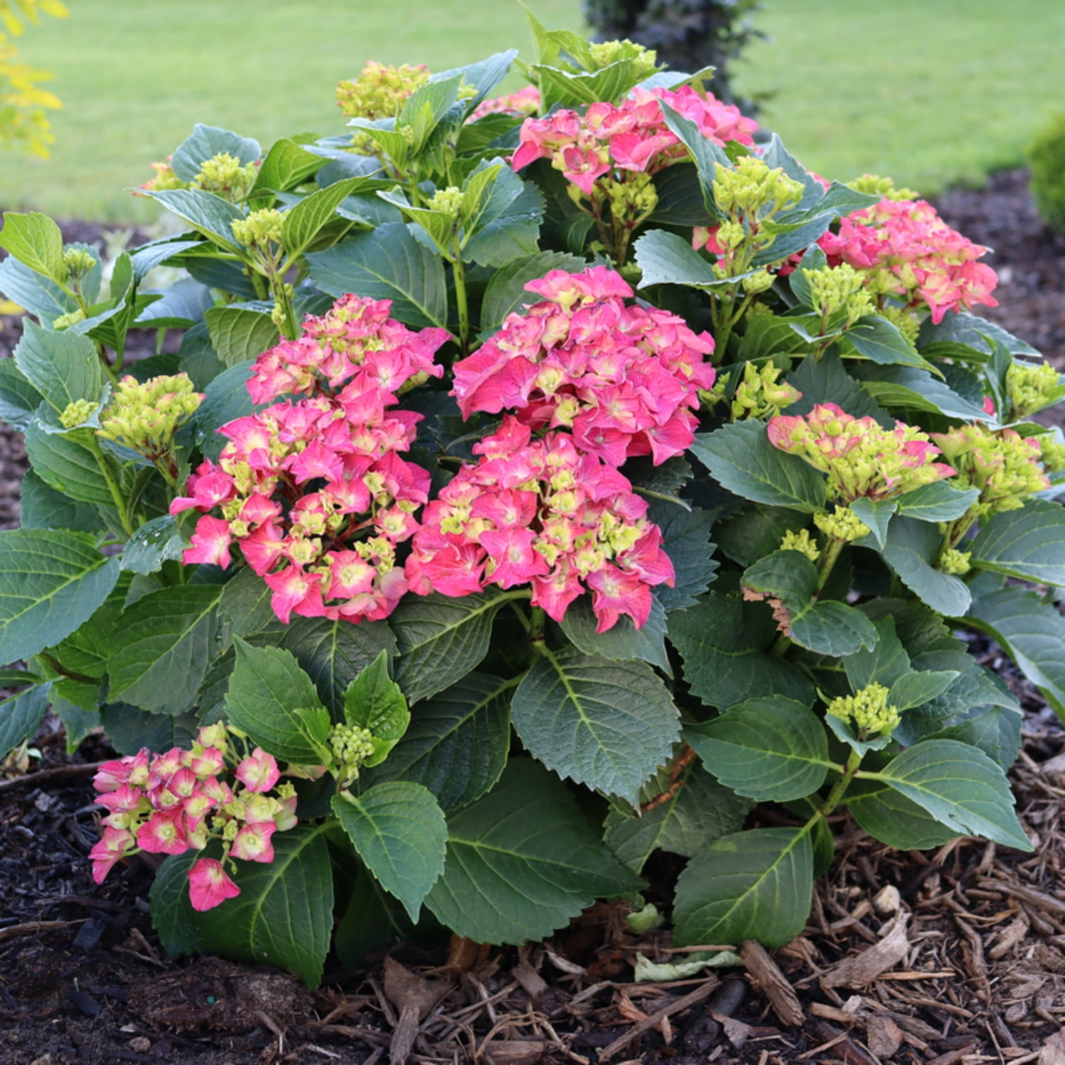 Proven Winners ColorChoice 6" Multicolor Wee Bit Grumpy Bigleaf Hydrangea Live Plant in 7.5" Pot