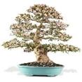 thumbnail image 2 of ⭐ PREMIUM Bonsai Soil All Purpose Fast Draining Mix - Pumice, Lava, Calcined Clay and Pine Bark Potting Pre Mixed Bonsai Plant Soil Mixture by ://N ★ LOVA - (1 Quart Bag), 2 of 6