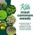 thumbnail image 3 of Sunday Dandelion Doom Lawn-Safe Weed Killer, Selective Herbicide, Ready-to-Use Spray, 32 fl oz, 3 of 6