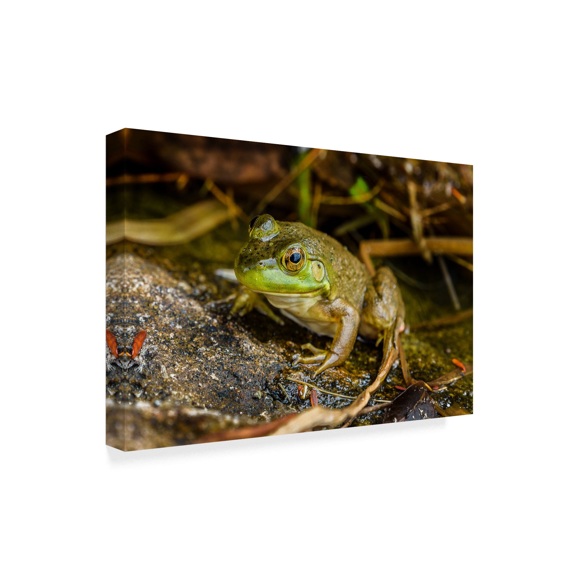 Trademark Fine Art 'Frog Ribbit' Canvas Art by Brenda Petrella Photography Llc