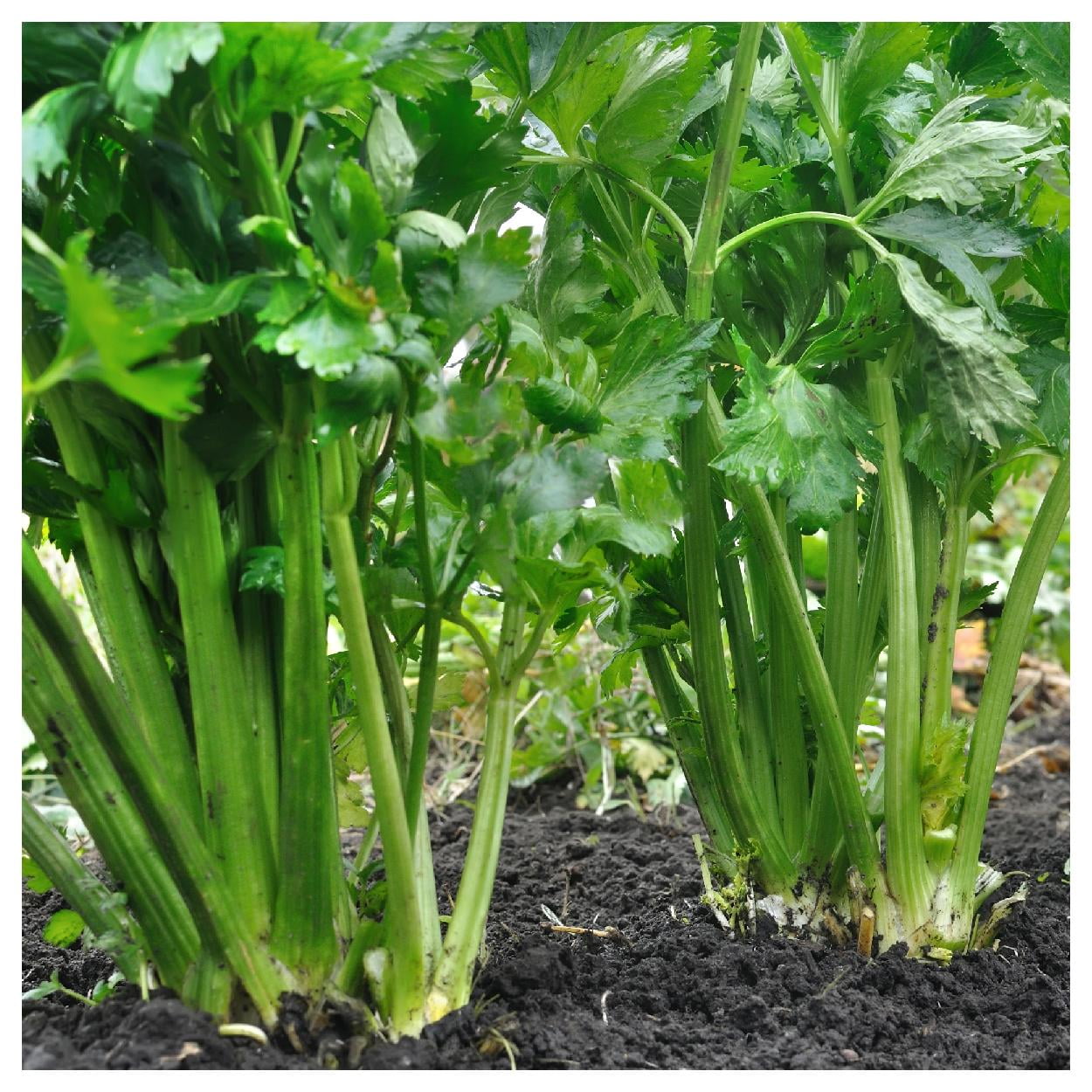 Everwilde Farms - 1/4 lb Tendercrisp Celery Seeds - Gold Vault Bulk Seed Packet
