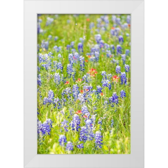 Wilson, Emily M. 11x14 White Modern Wood Framed Museum Art Print Titled - Llano-Texas-USA-Indian Paintbrush and Bluebonnet wildflowers in the Texas Hill Country