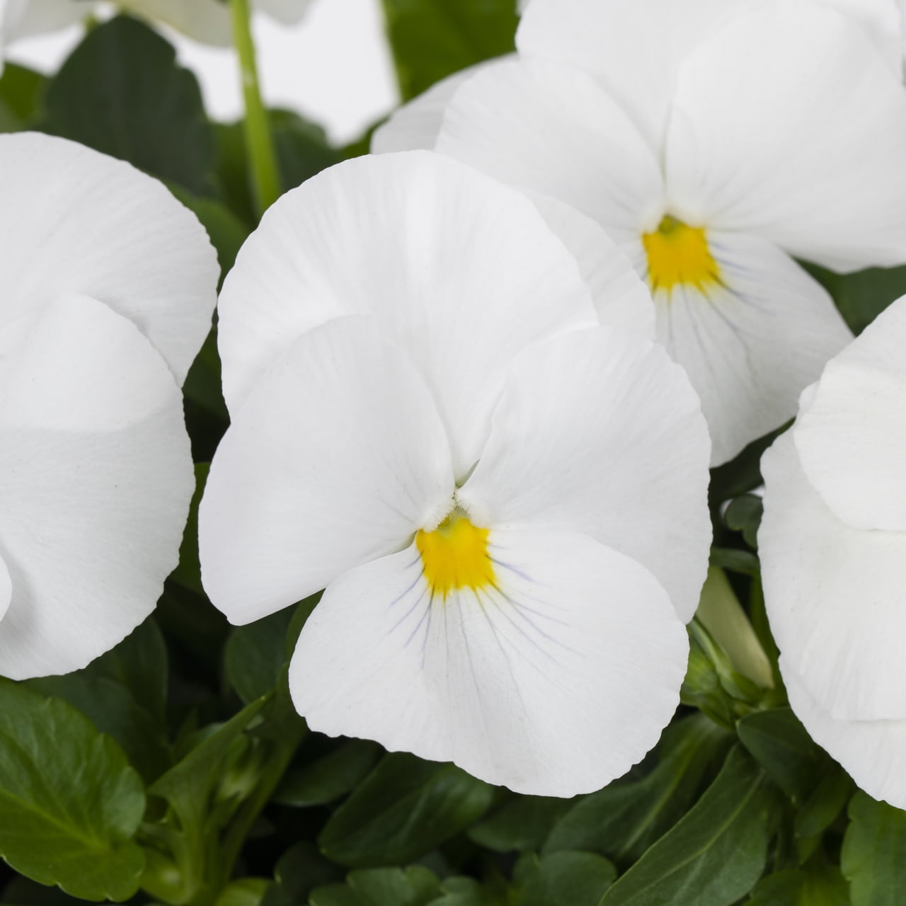 Expert Gardener Pansy Live Annual Plant, White Clear, 1 Pint, Full Sun, 6-Pack