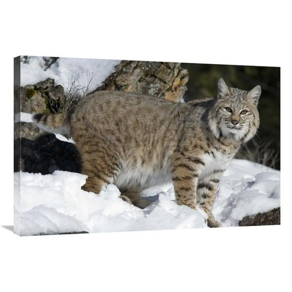 Jensen Distribution Matthias Breiter Bobcat in the Snow 24" x 36" Art Print