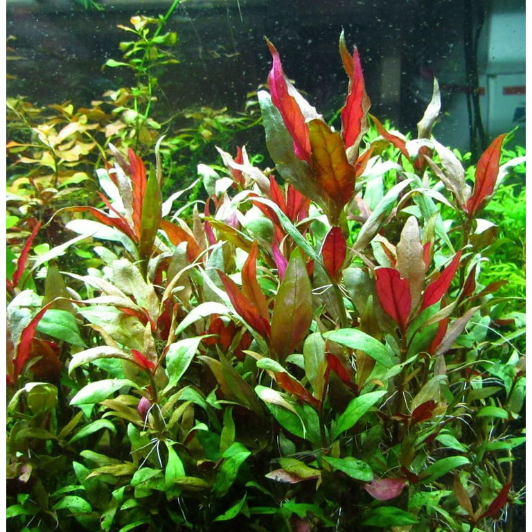 Scarlet Temple (Alternanthera Reineckii) Bunch Live Aquarium Plants Buy2 Get1 Free, Size: 5-8 Inches, Green