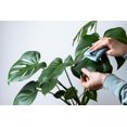 thumbnail image 5 of American Plant Exchange Monstera Deliciosa, Small 4-Inch, Stylish Pot Cover Included, Swiss Cheese Plant, Live Indoor Houseplant, Low Maintenance, Air Purifying, 5 of 5