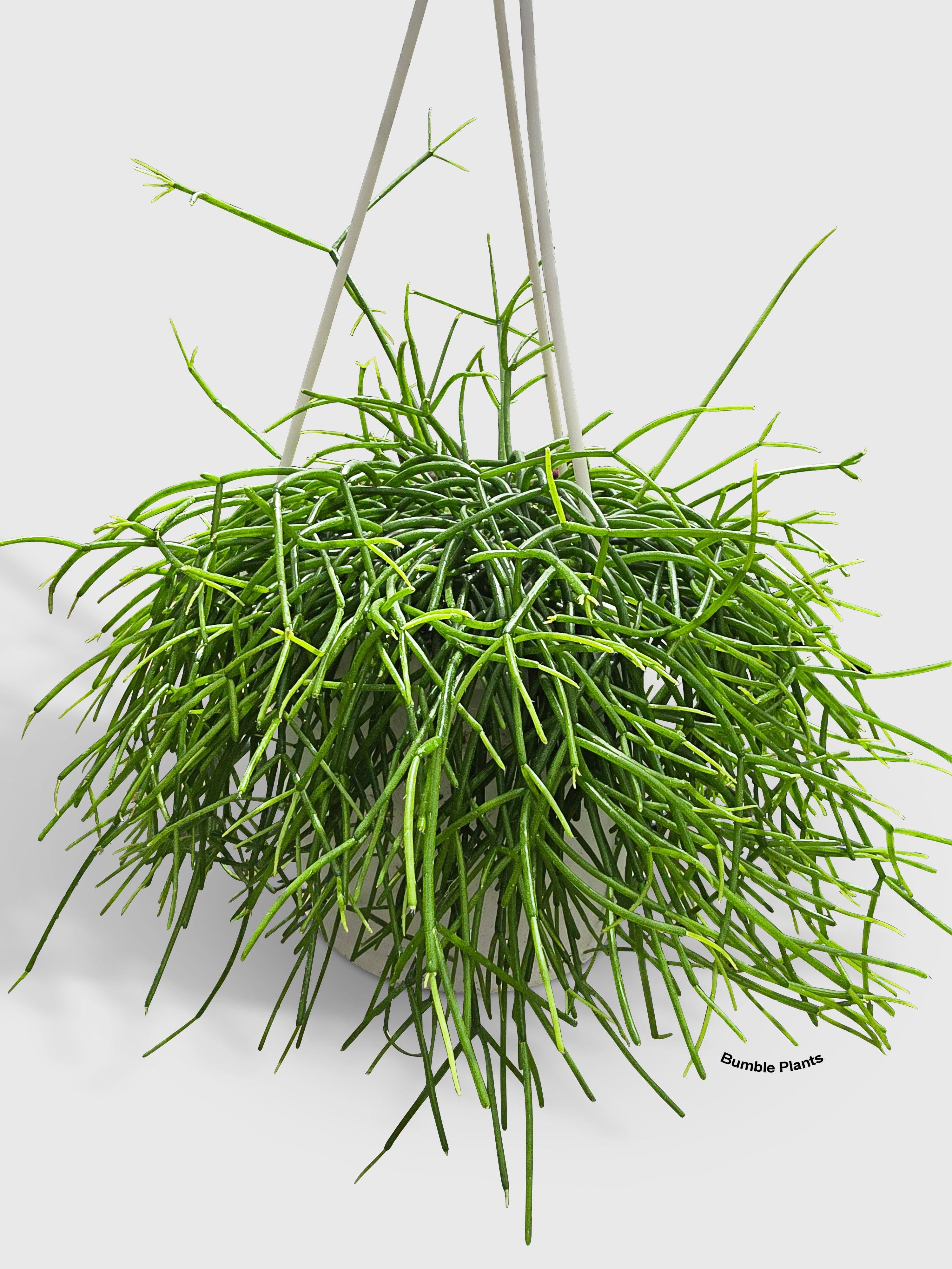 Rhipsalis Cashero Mistletoe Cactus - Live Air-Purifying Indoor Plant in Nursery Pot – Easy Care, Low Maintenance Houseplant for Home & Office Decor, Natural Air Cleaner, Best for Beginners (Small)