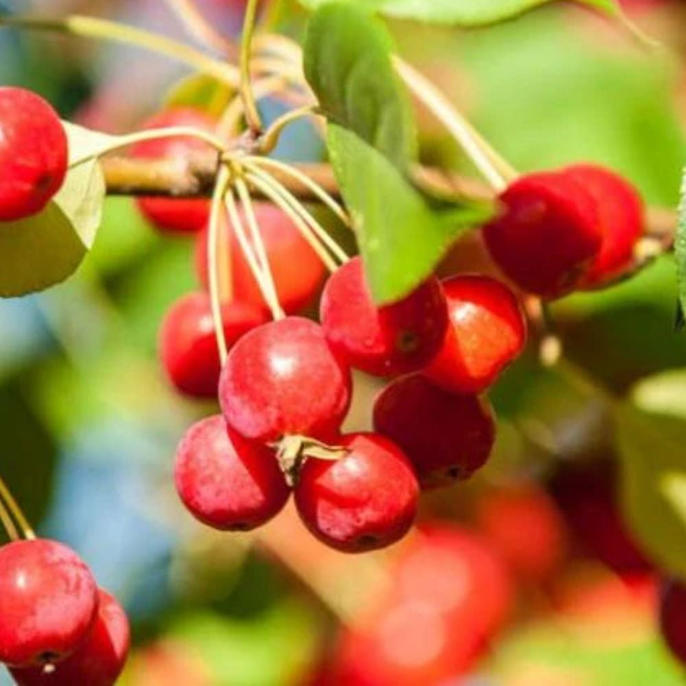 Expert Gardener 2-3 ft tall Prairiefire Crabapple Live Tree in 5-Gallon Grower Pot