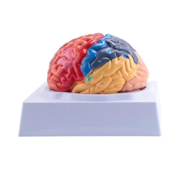 Human Brain Model Anatomy with Colored and Labeled Regions, 2-Part Human Brain Model Disassembled -