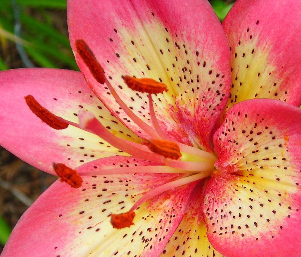 Trogon Asiatic Lily 2 Bulbs 14/16cm