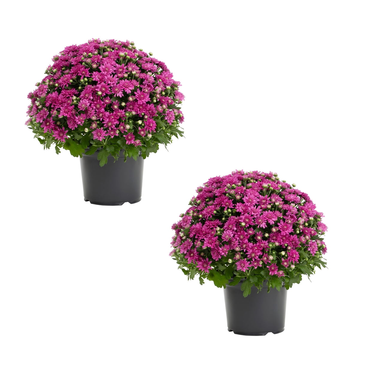 Expert Gardener 3QT Purple Mum Live Plants (2 Count) with Grower Pots