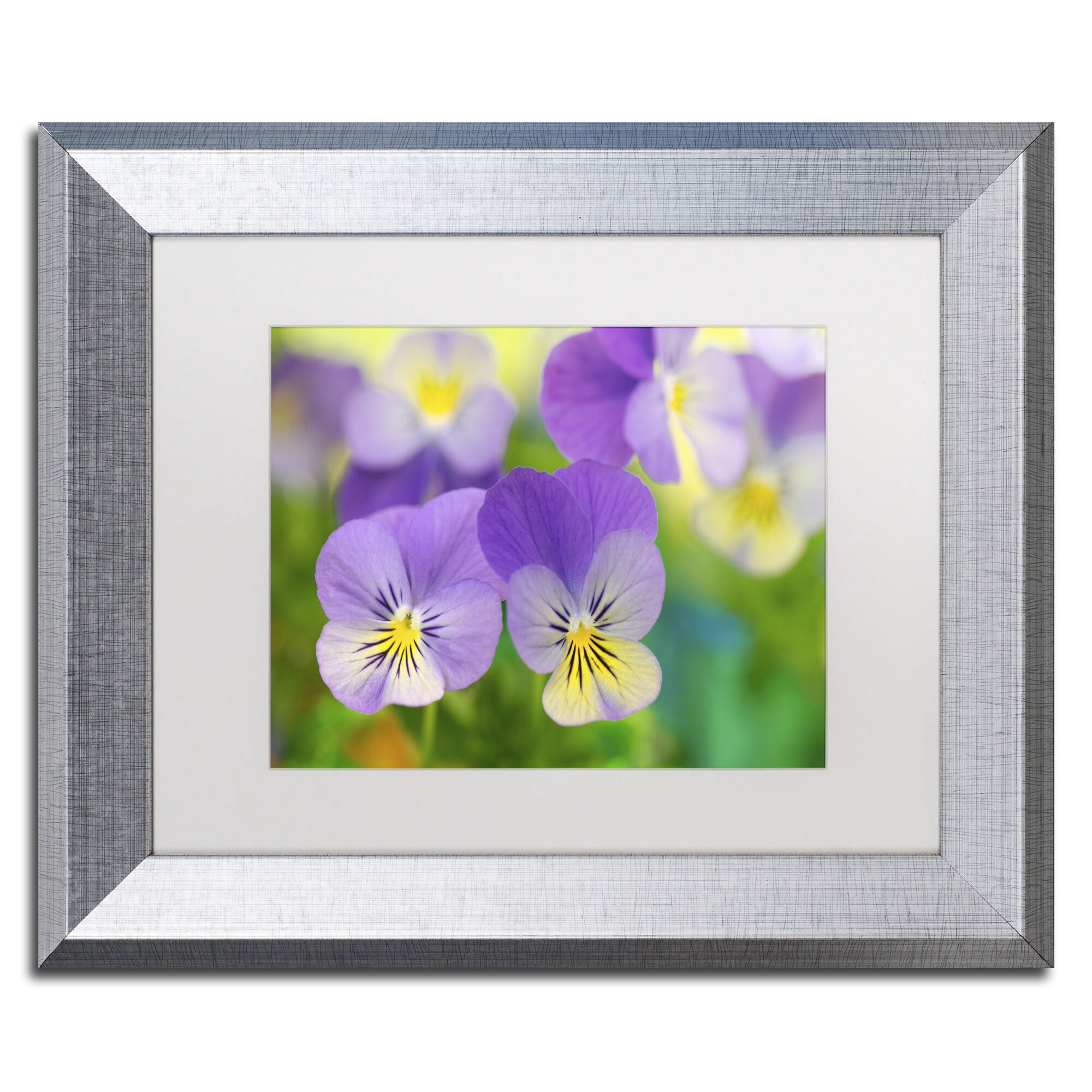 Trademark Fine Art 'Violets' Canvas Art by Cora Niele, White Matte, Silver Frame