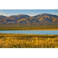 thumbnail image 2 of Fitzharris, Tim 14x11 Black Ornate Wood Framed with Double Matting Museum Art Print Titled - Yellow Daisies and Tremblor Range, 2 of 4
