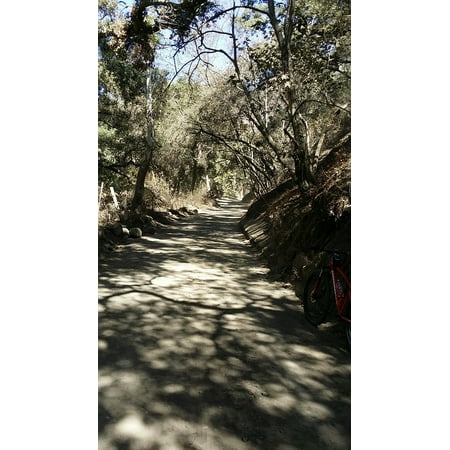Canvas Print Hiking Trail California Forest Stretched Canvas 10 x (Best Hiking Trails In California)