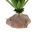 thumbnail image 3 of Planta Terrario Acuario Planta Acuática Complimentos Pecera Acuario QM-15 Gloria Planta de terrario de reptiles, 3 of 9