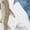 White-1, variant on Women's Shark Collage Ocean Life Marine Biology Graphic Short Sleeve Casual Cotton T-Shirt S-5XL