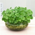 thumbnail image 6 of Branlia Lotus Bowl Glass Planter Terrarium Hydroponic Planter Floral Container Fish Bowl Creative Gifts, 6 of 6