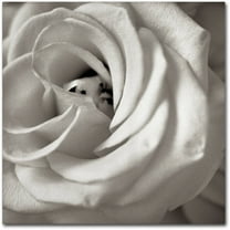 Trademark Fine Art "Florison 43" Canvas Art by Alan Blaustein