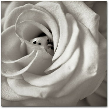 Trademark Fine Art "Florison 43" Canvas Art by Alan Blaustein