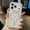 White, variant on Kryonix for iPhone 17 Pro Max Case Compatible with MagSafe with Floral Design Skin Friendly Matte,Cute Clear Flower Magnetic Phone Cover for Women Girls,[Non Yellowing] Slim Bumper,Blue/Pink/Yellow