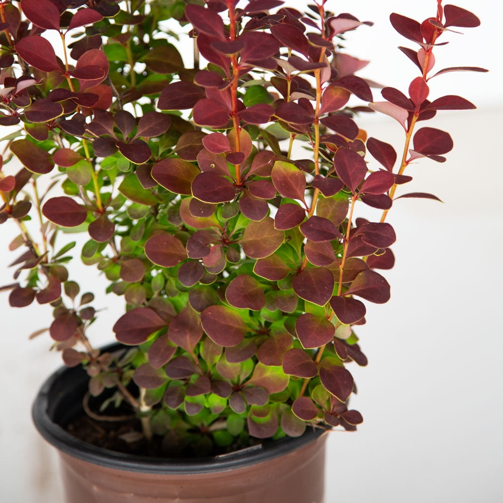 Southern Living Orange Rocket Barberry Live Shrub in 1.5-Gallon Grower Pot