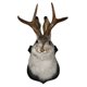 thumbnail image 2 of Jackalope Wall Decor The Latest Legend Of Antlers Resin Hanging Wall Art Simulation Animal Head, 2 of 3
