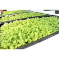 thumbnail image 2 of 1020 Plateaux pour Plantes, Sans Trous, Lot de 75, 2 of 2