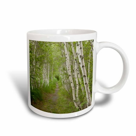 3dRose Paper birch trees, Path, Acadia NP, Maine - US20 JMO0986 - Jerry and Marcy Monkman, Ceramic Mug, 15-ounce