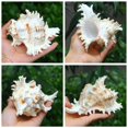 thumbnail image 2 of Natural Conch Shells Australia Long Snails Dafa Screw Secret Patriarchal Taoist Horn Hemifusus Colosseus Decoration R8R0, 2 of 9