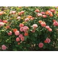 thumbnail image 2 of Orange Glow™ Knock Out® Rose, 2 of 3