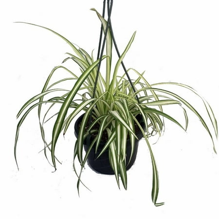 Ocean Spider Plant - Easy to Grow - Cleans the Air - NEW - 6