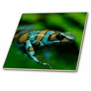 3dRose Blue n brown tree frog on a leaf - Ceramic Tile, 6-inch
