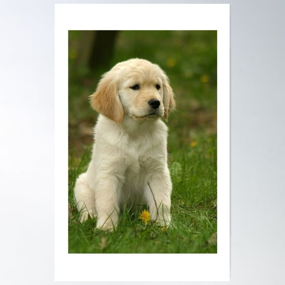 Golden Retriever! Puppy! Poster, 12x18 UNFRAMED