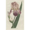 thumbnail image 2 of Elder-Scented Or German Iris, Iris Germanica Poster Print By ® Florilegius Mary Evans (18 X 24), 2 of 4
