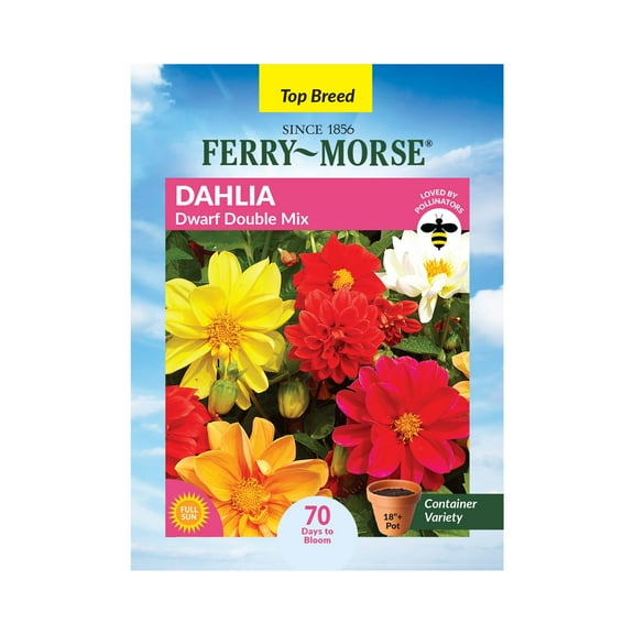 Ferry-Morse 160MG Dahlia Dwarf Double Mix Annual Flower Seeds, Full Sun