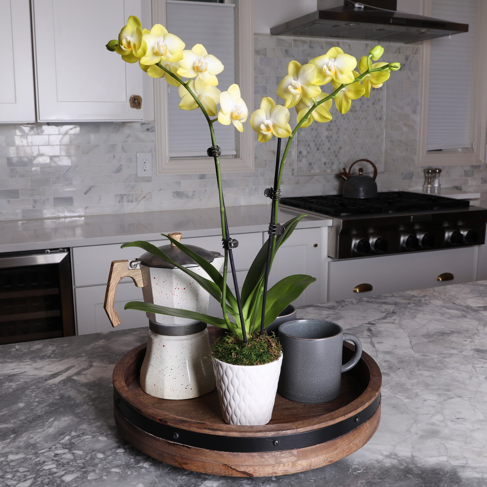 Just Add Ice 15-20" Yellow Petite Orchid Live Plant in 3" White Ceramic Pot, House Plant