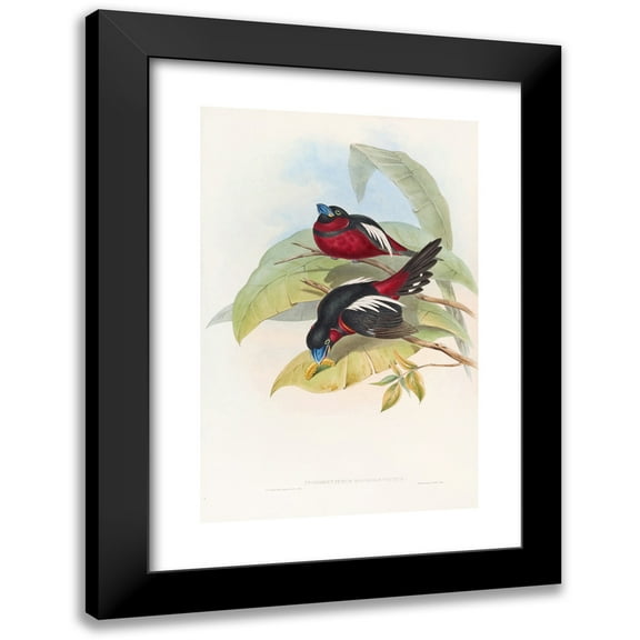 John Gould 11x14 Black Modern Framed Museum Art Print Titled - Great-Billed Eurylaime (1850-1883)