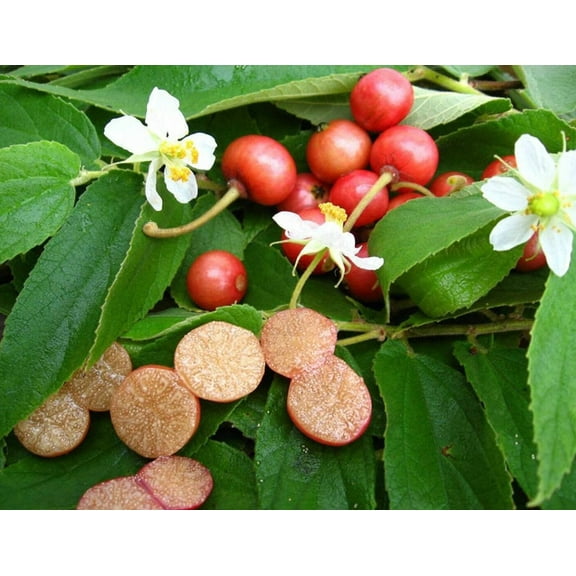 Strawberry Jamaican Cherry Tree Live Plant 4-7" Tall for Planting, Jamaican Strawberry Tree, Muntingia Calabura, Tropical Fruit Tree for Garden