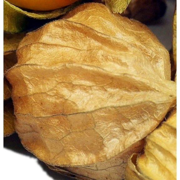 Pineapple Tomatillo Seeds/Perennial/Full Sun/9800 Seeds 1/4 oz/ Zellajake Farm and Garden- B271