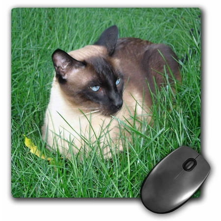3dRose Siamese Cat, Mouse Pad, 8 by 8 inches (Best Pad Thai Austin)