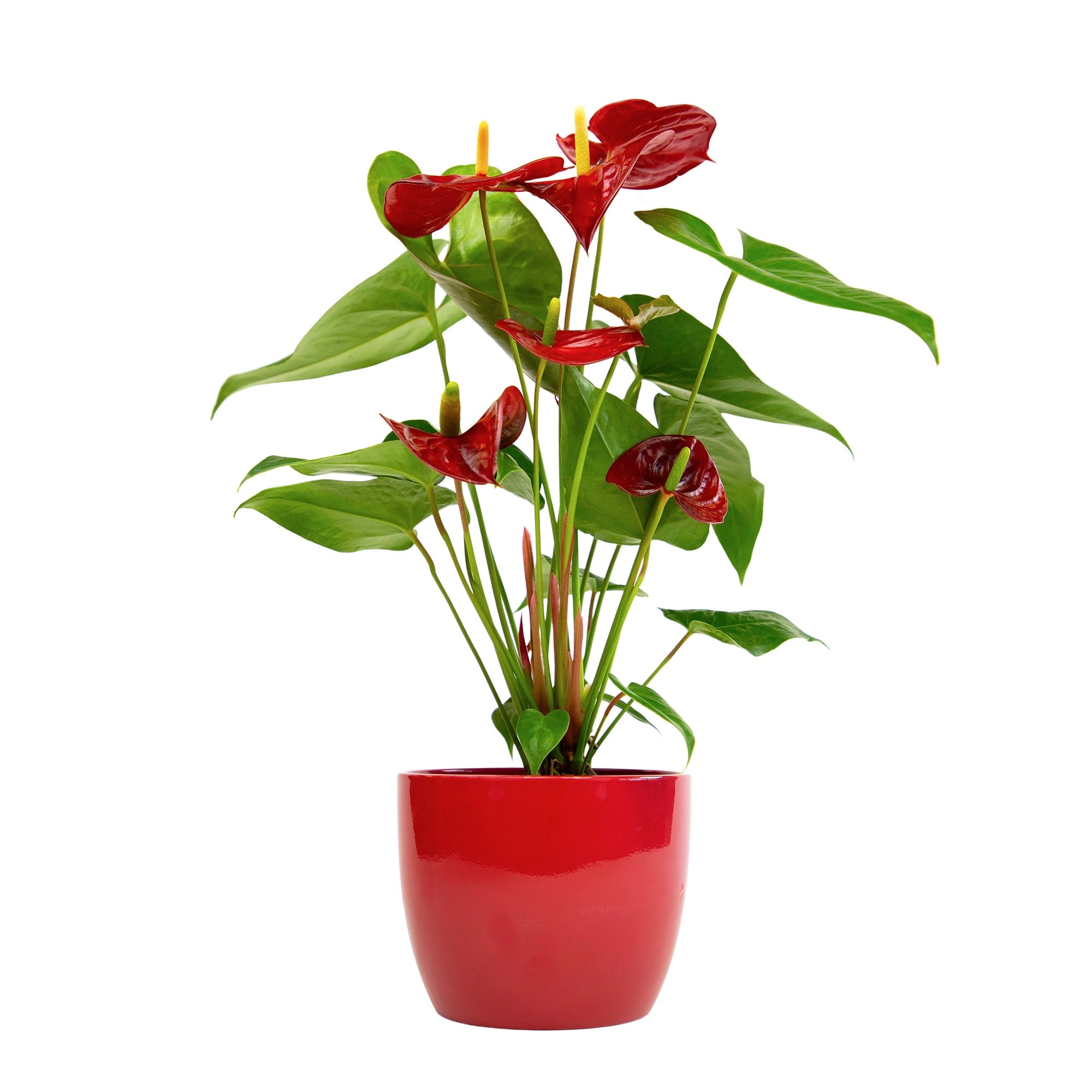 Anthurium Flamingo Flower Houseplant | 6in Red Decor Pot; Indirect Light | Element by Altman Plants